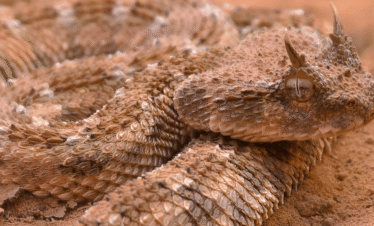 Moroccan Sahara Desert